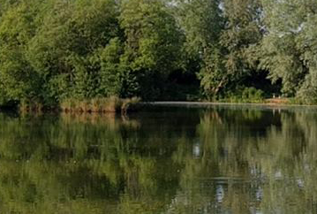 birds green fishing lakes - bottom lake