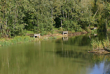 birds green fishing lakes - bridge lake