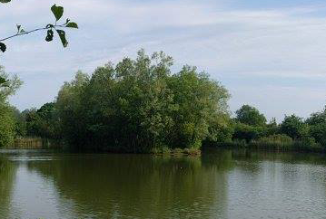 birds green fishing lakes - top lake